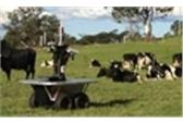 Robot chăn bò điệu nghệ giá triệu đô