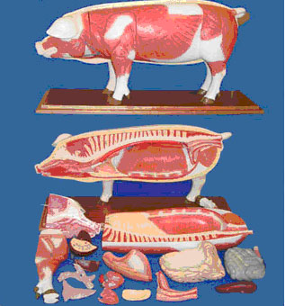  Mô hình giải phẫu cơ thể lợn