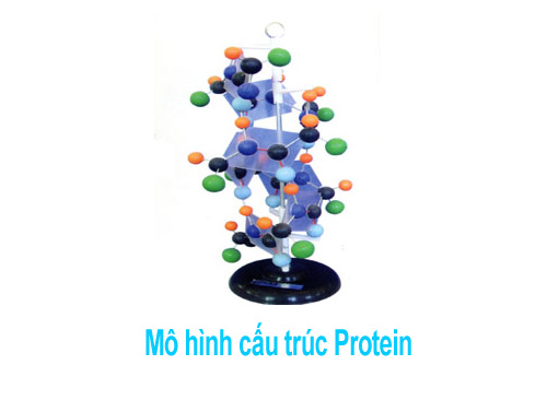 Mô hình cấu trúc Protein