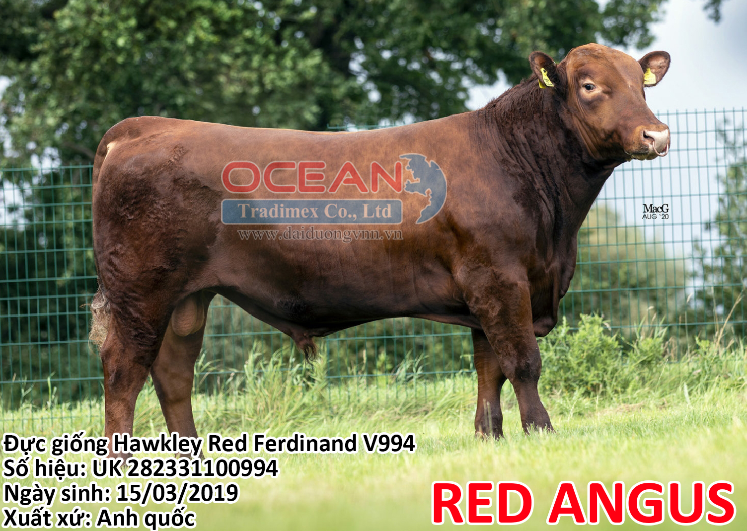 Đực giống Hawkley Red Ferdinand V994